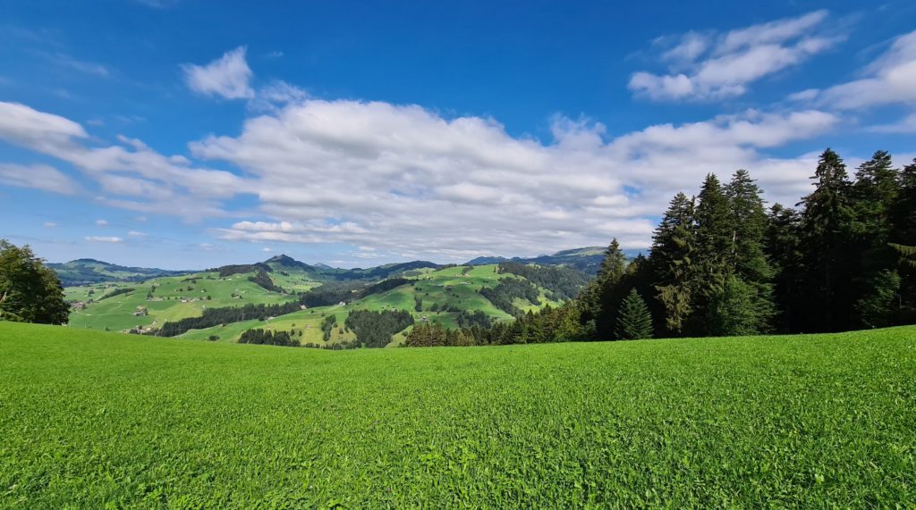 lush meadows with blue summer sky