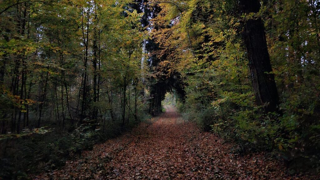 Fall colored forest path leading into a path that has some trees arched over it and looks like a tunnel entrance